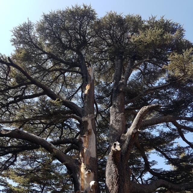 Shouf Cedars Reserve-Barouk必去景点