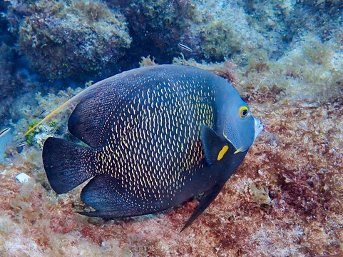 Seamonkey's Scuba Diving-伊斯拉摩拉达必去景点