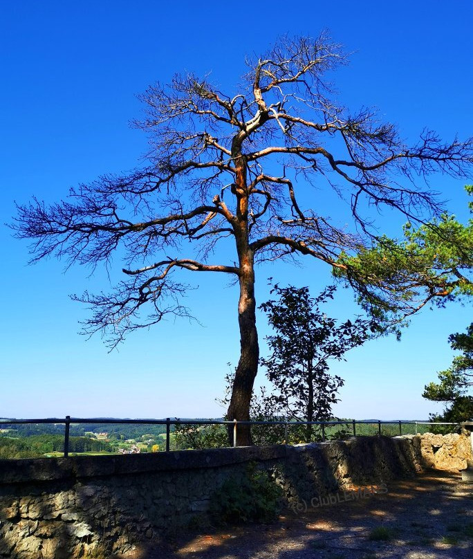Burgruine Leienfels景点图片