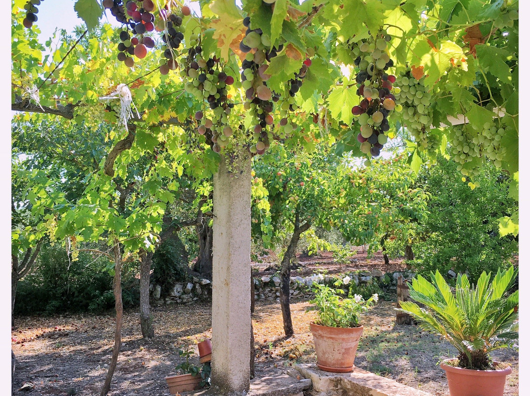 Il Trullo e il Fortino B&B主图