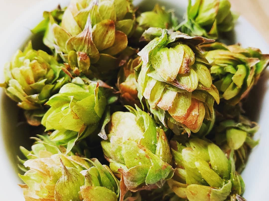 Crafty Canary Brewery-Walsenburg必去景点