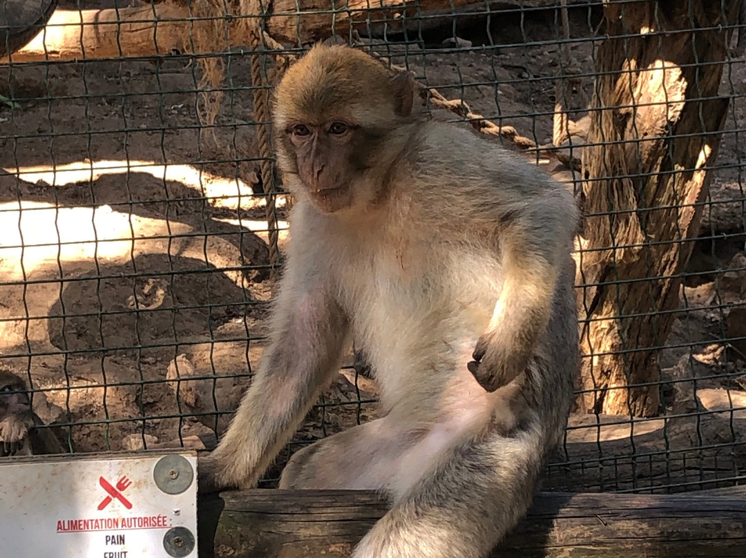 Zoo Parc des félins, les Trois Vallées-Montredon-Labessonnie必去景点