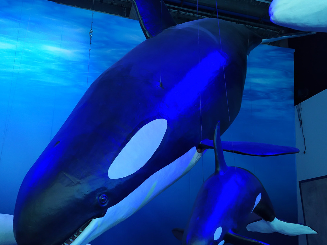 冰岛之鲸-雷克雅未克必去景点