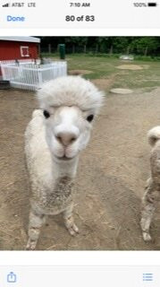 Vermont Antique Mall-Quechee必去景点