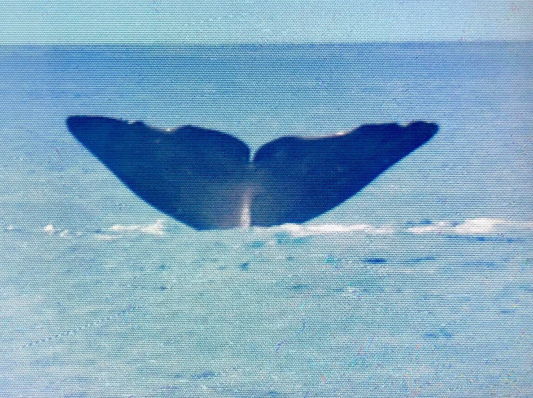 Dive Azores-奥尔塔必去景点