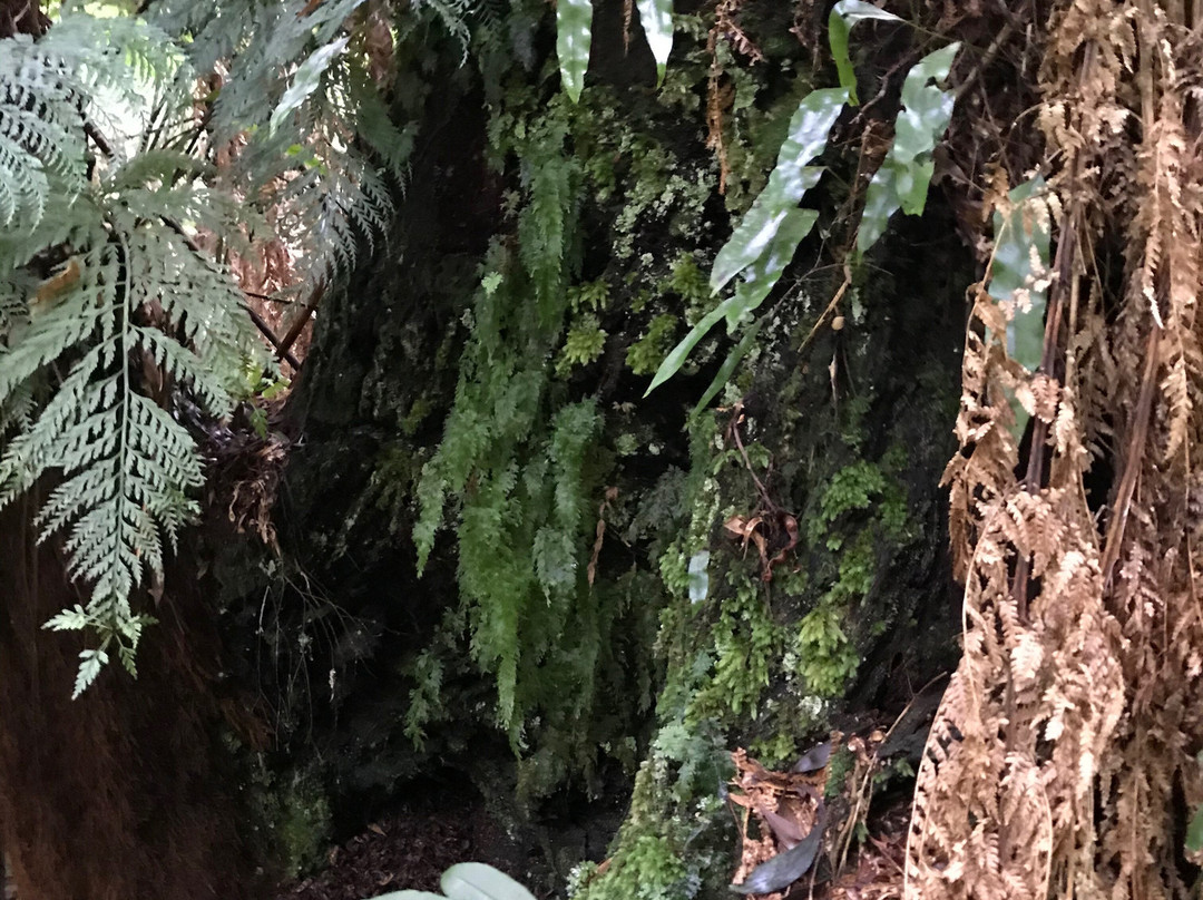 Melba Gully National Park景点图片