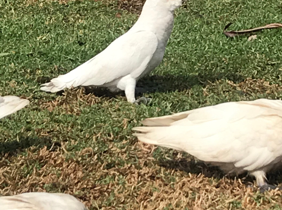 Herdsman Lake景点图片