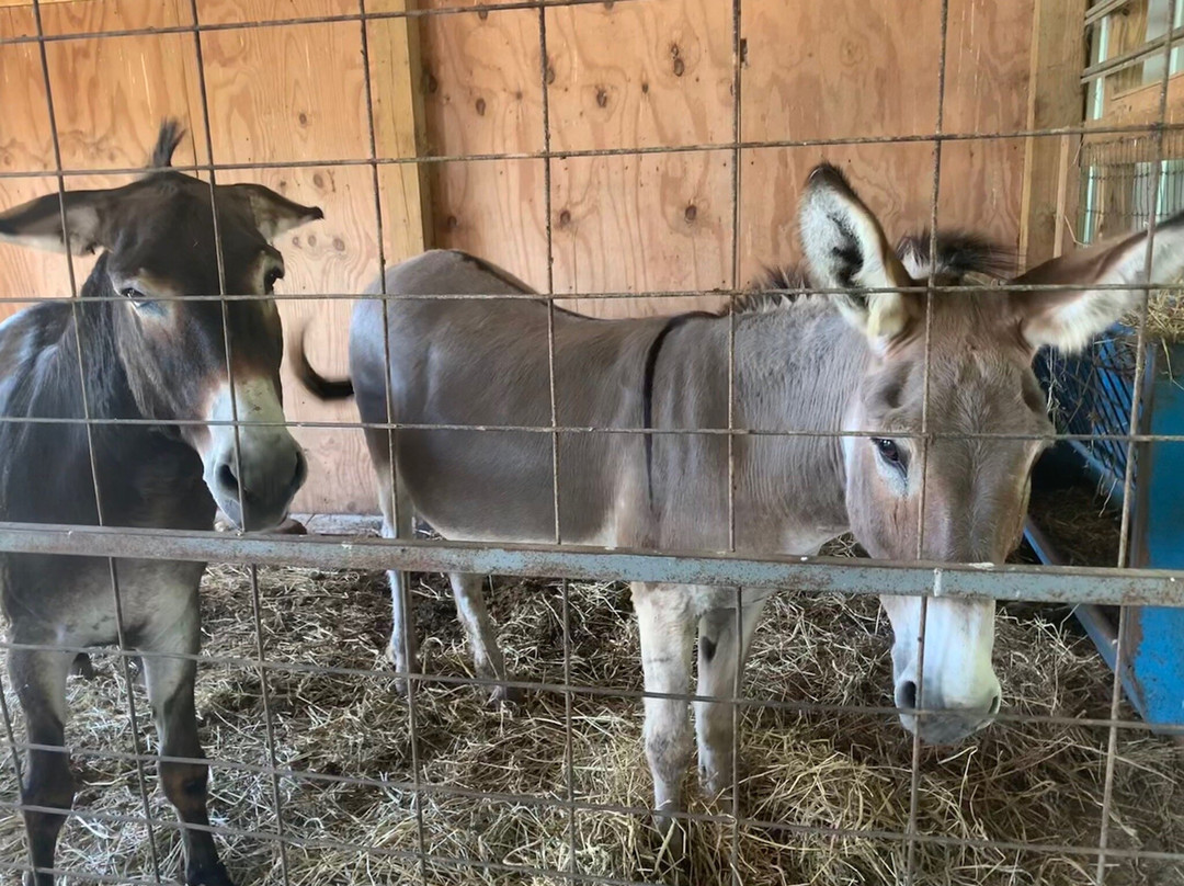 Big Joel's Safari-Wright City必去景点