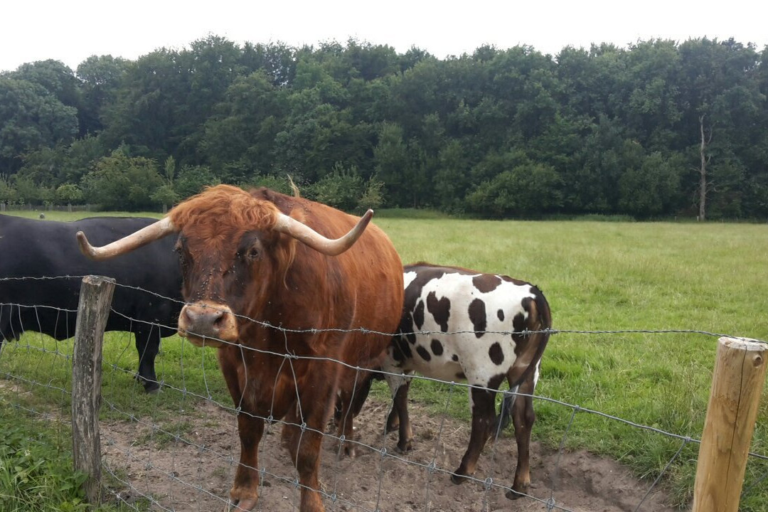 Geitenboerderij Ridammerhoeve景点图片