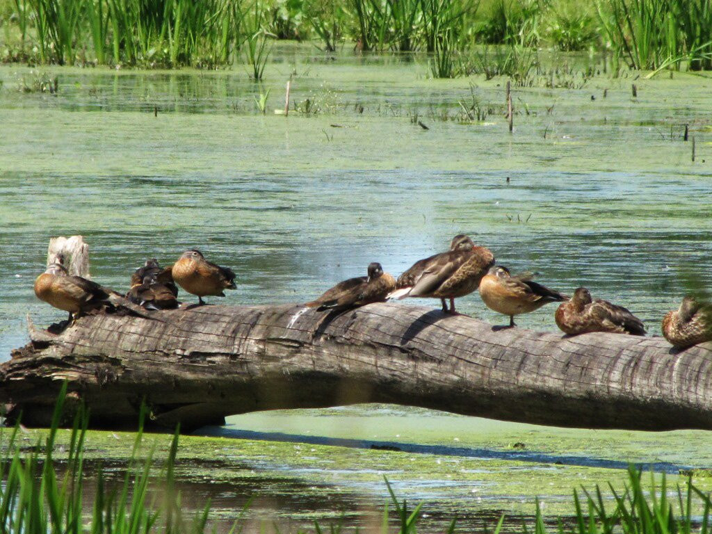 Buckeye Woods Park景点图片