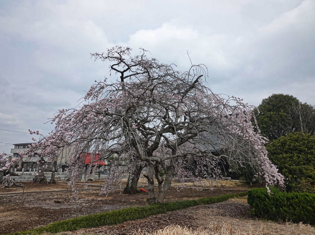 Sairin-ji Temple景点图片
