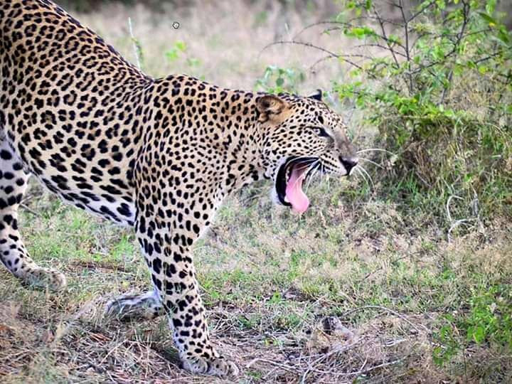 Wego Srilanka Taxi & Tours-蒂瑟默哈拉默必去景点