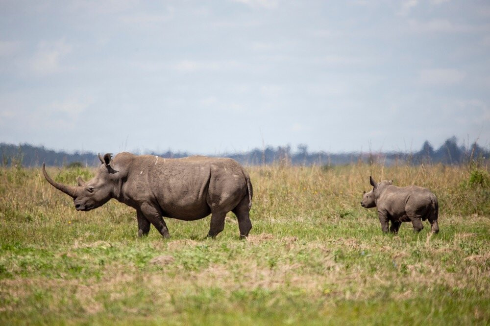 Devine Adventures-内罗毕必去景点