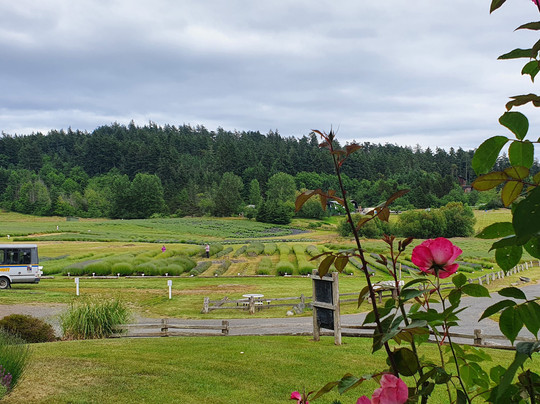 San Juan Transit-星期五港湾必去景点