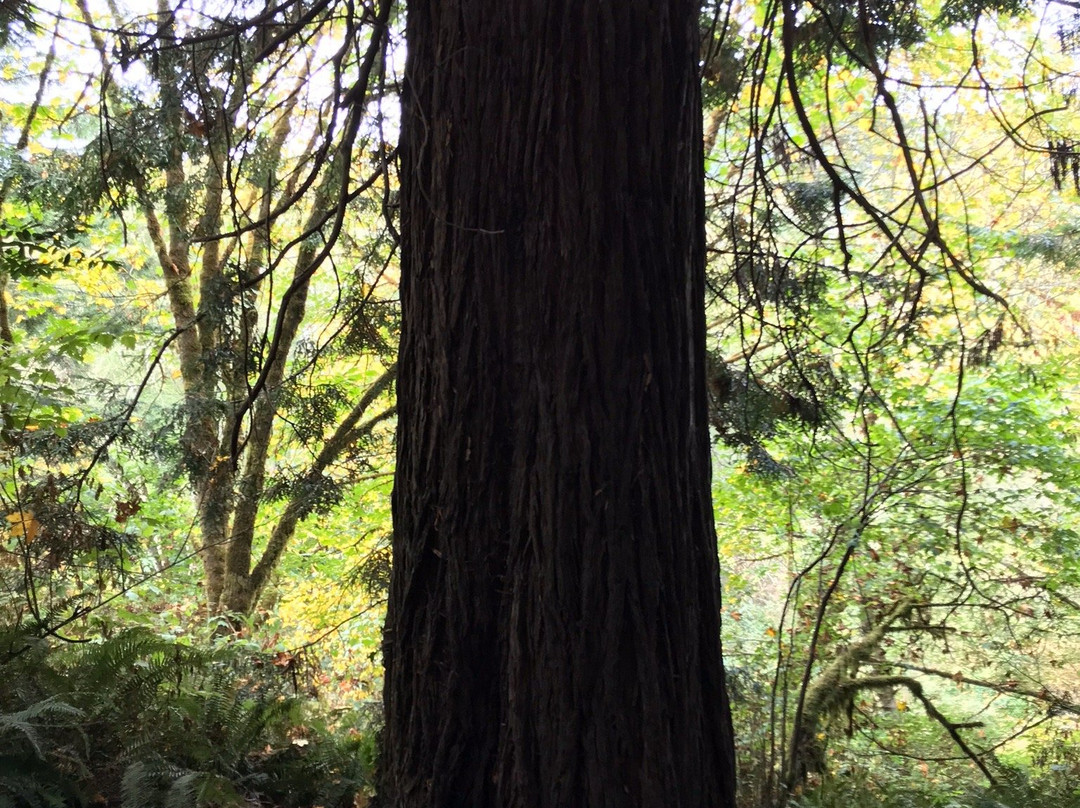 Tour-Through Tree-克拉马斯必去景点