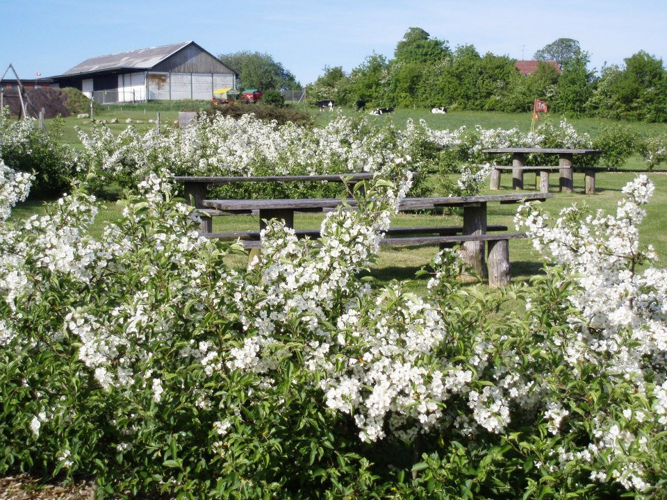 Gludsted旅游攻略图片
