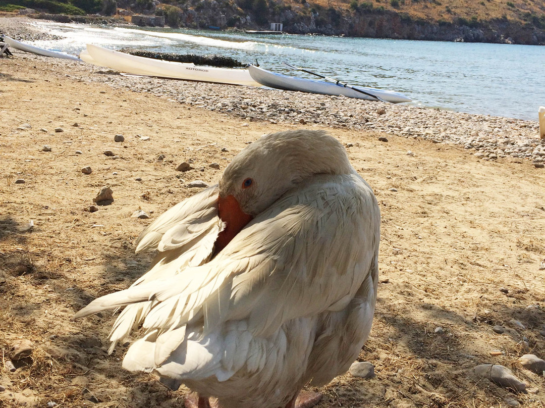 Agia İrini Beach-希俄斯必去景点