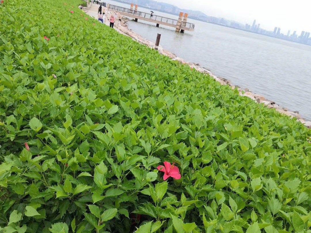 深圳湾公园景点图片