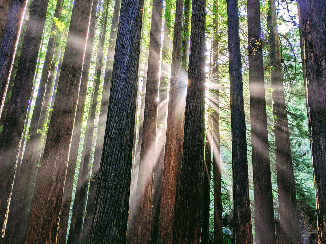 The Redwoods景点图片