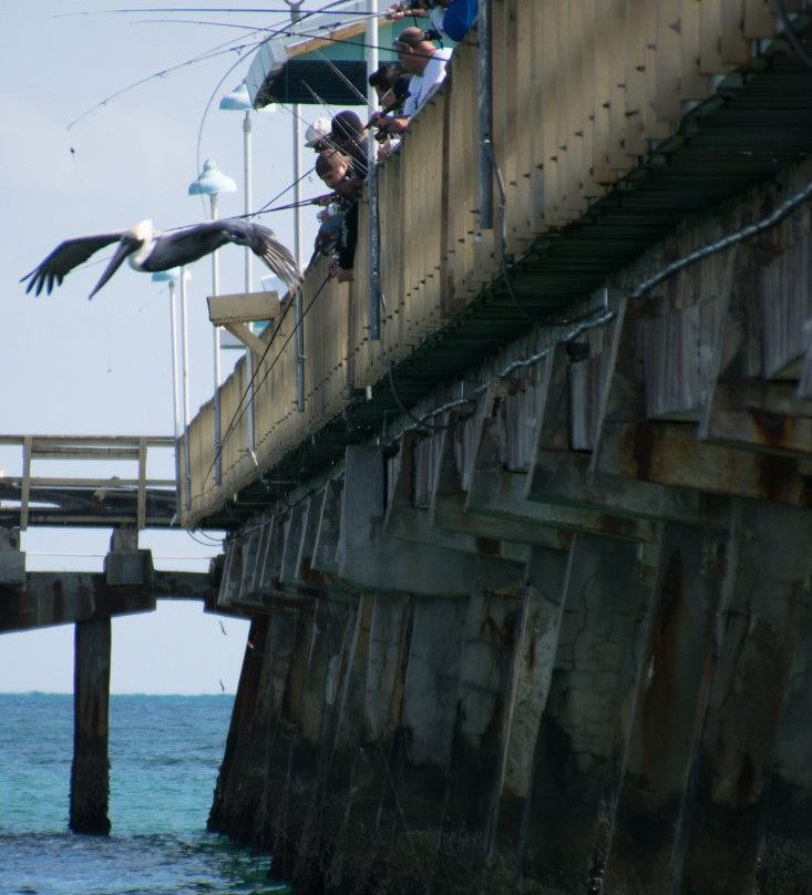 Anglin's Fishing Pier-滨海劳德代尔必去景点