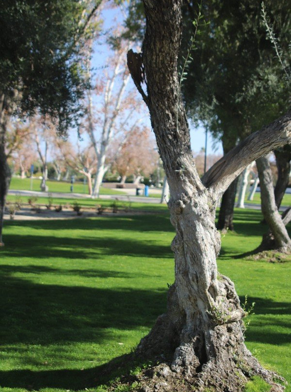 Ruth Hardy Park-棕榈泉市必去景点