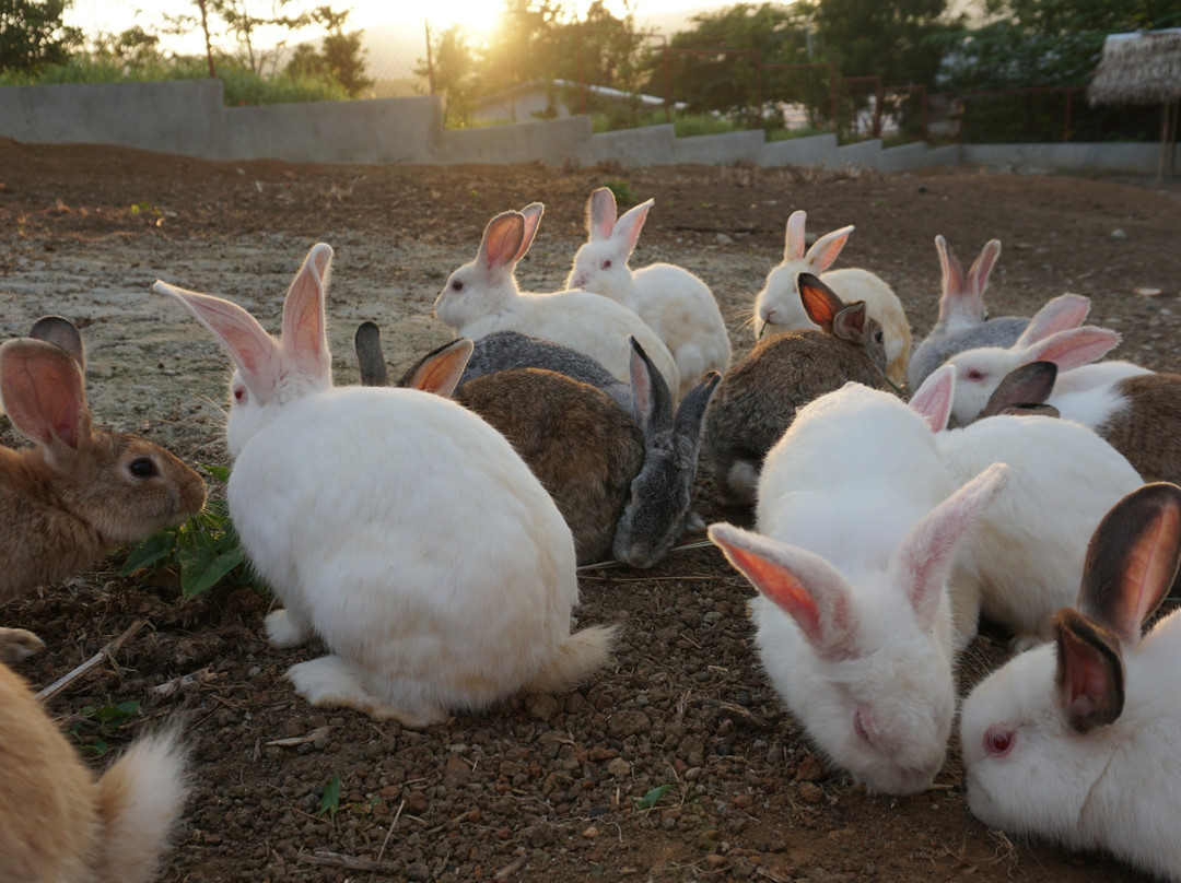 Rabbiton by Shekinah Farm-拜斯市必去景点