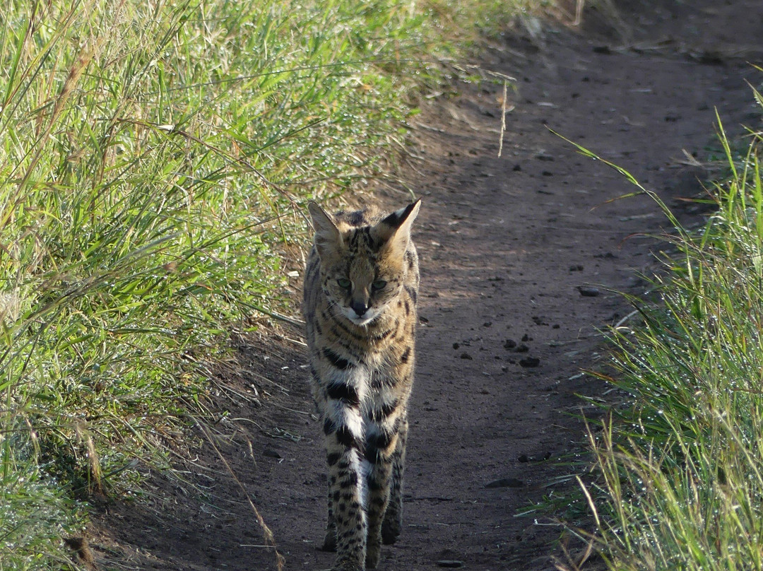 Roy Safaris-阿鲁沙必去景点