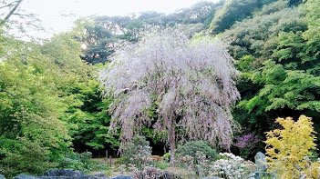 Nambaraji Temple-美祢市必去景点
