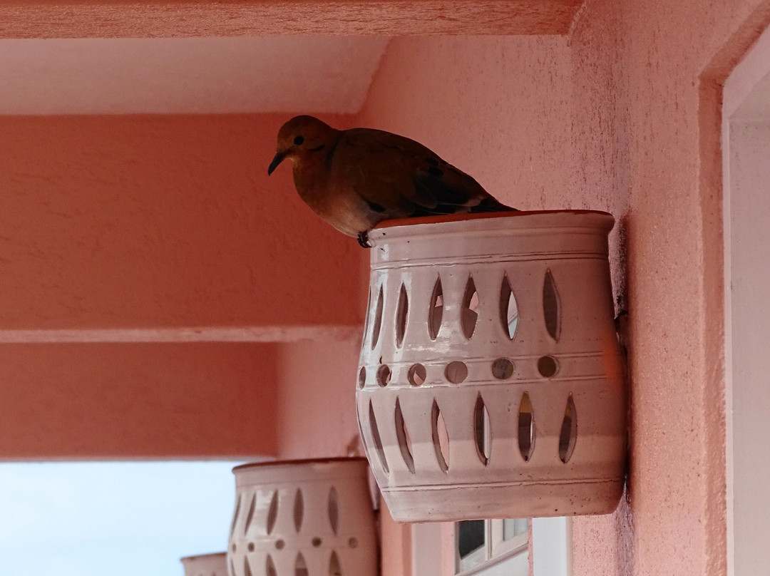 Butterfly Beach Hotel主图