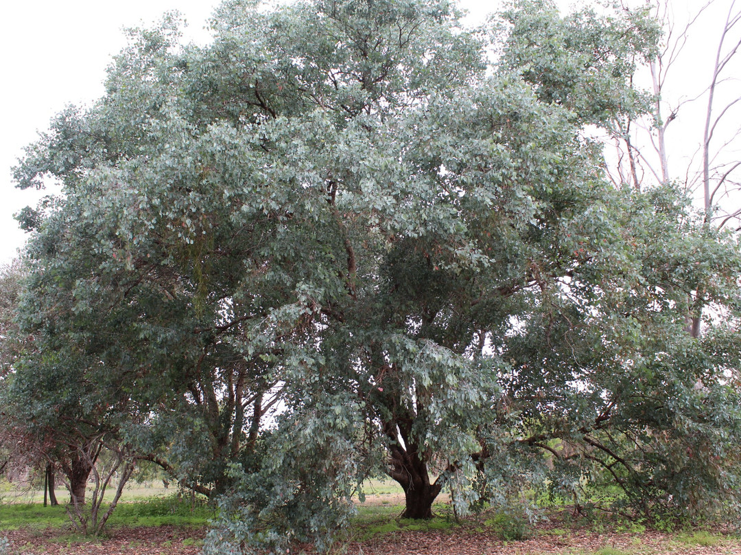 Burrendong Arboretum-Mumbil必去景点