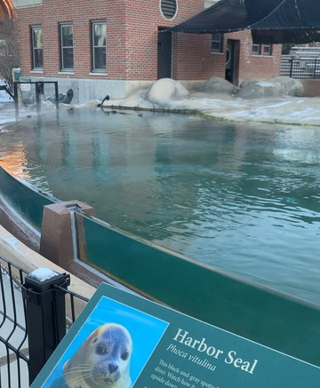 Kovler Sea Lion Pool-芝加哥必去景点