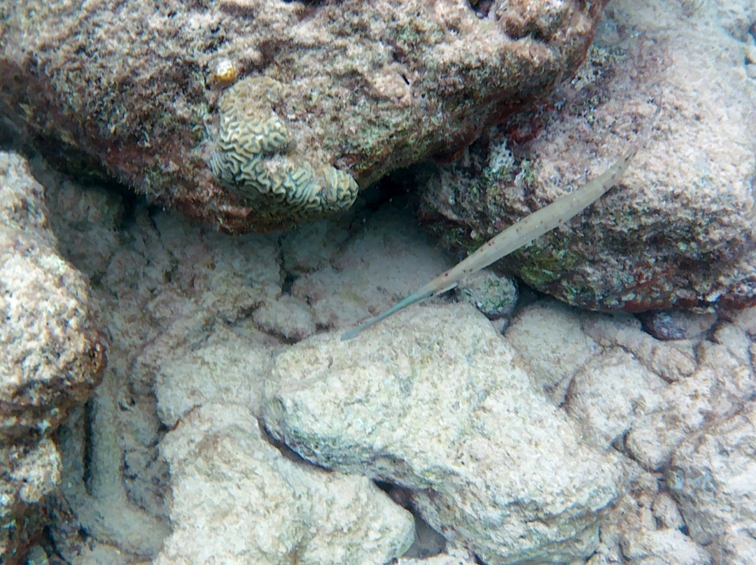 Bari Reef-Kralendijk必去景点