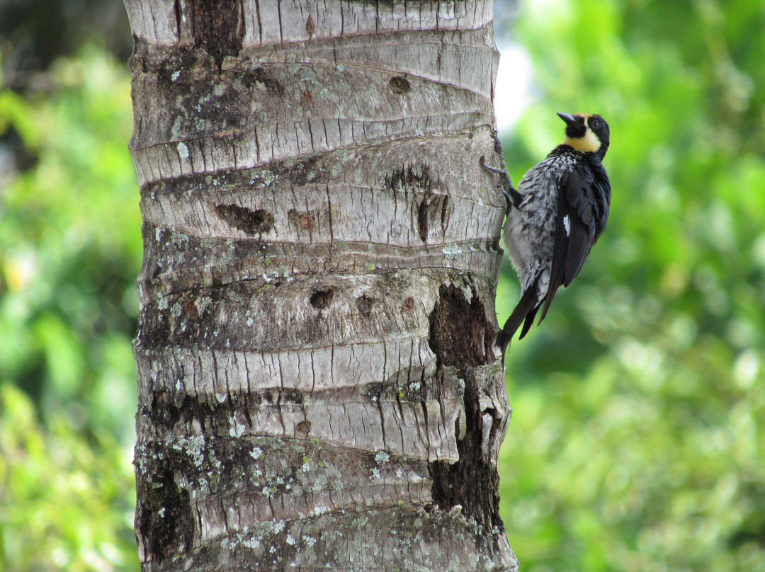 Entrepalmas Ecolodge Hotel Campestre主图