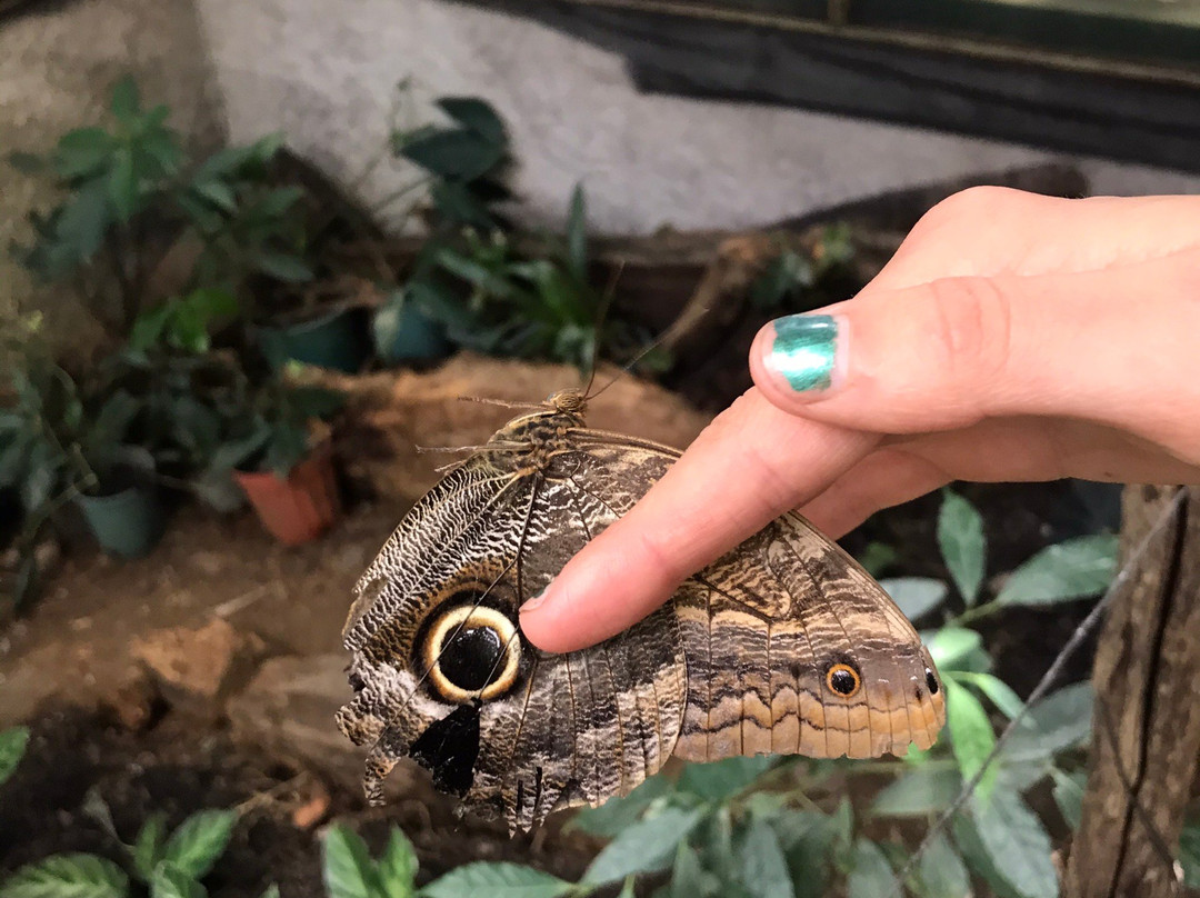 Monteverde Butterfly Gardens景点图片
