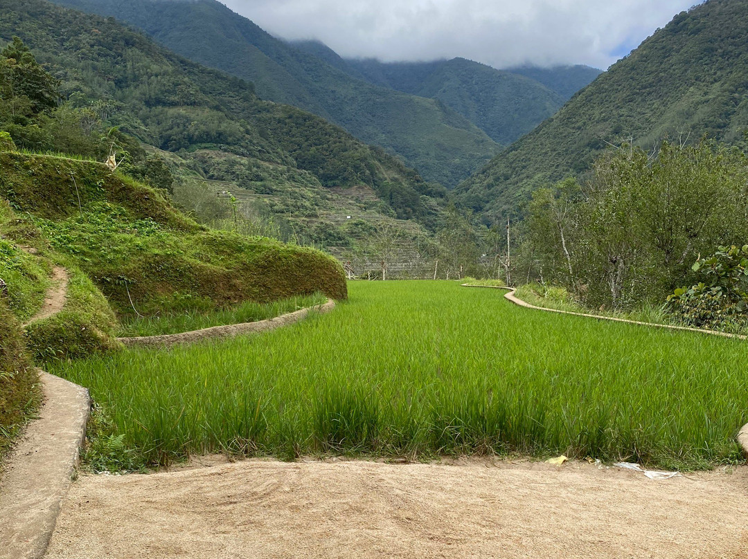 Hapao Rice Terraces景点图片