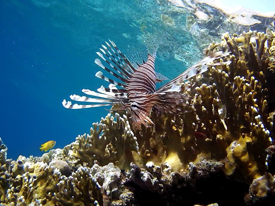 Coral Reefs-达哈卜必去景点