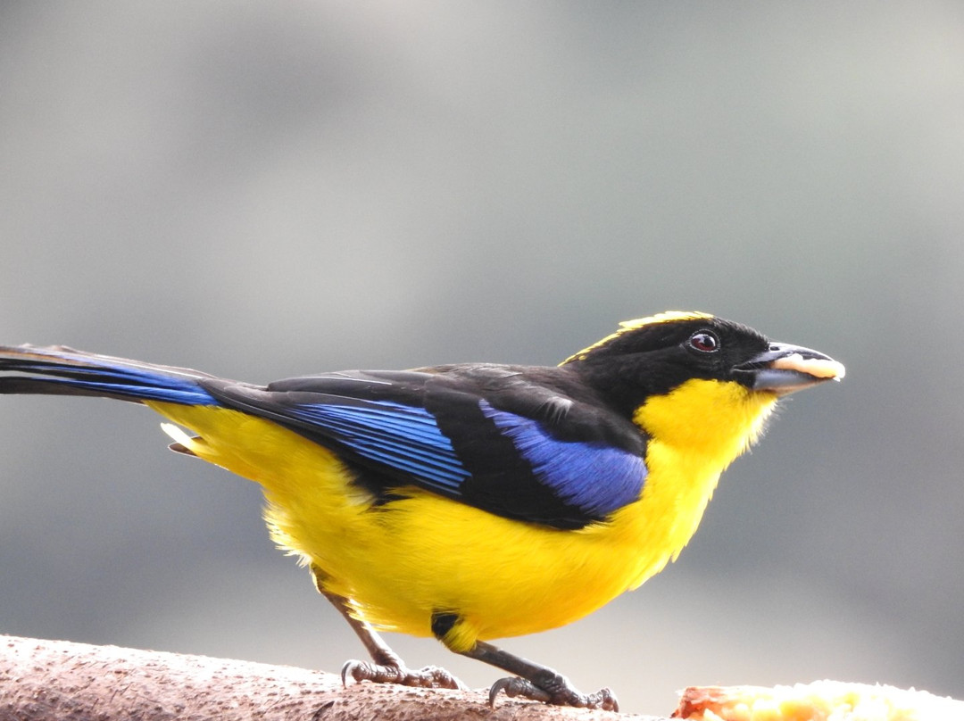 Balcon Tumpiki-Nanegalito必去景点