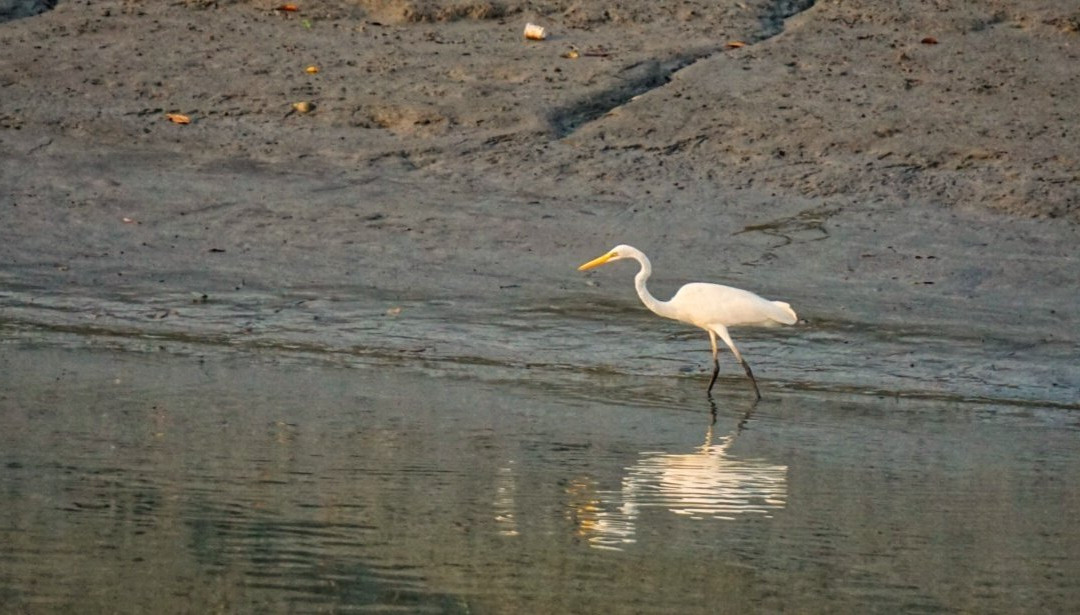 Sundarban Nature Club-Sundarban必去景点