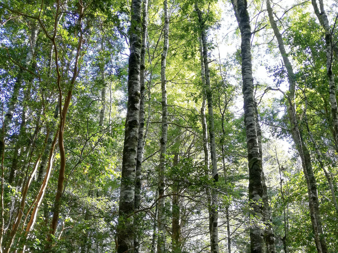 Parque Urbano El Bosque-瓦尔迪维亚必去景点