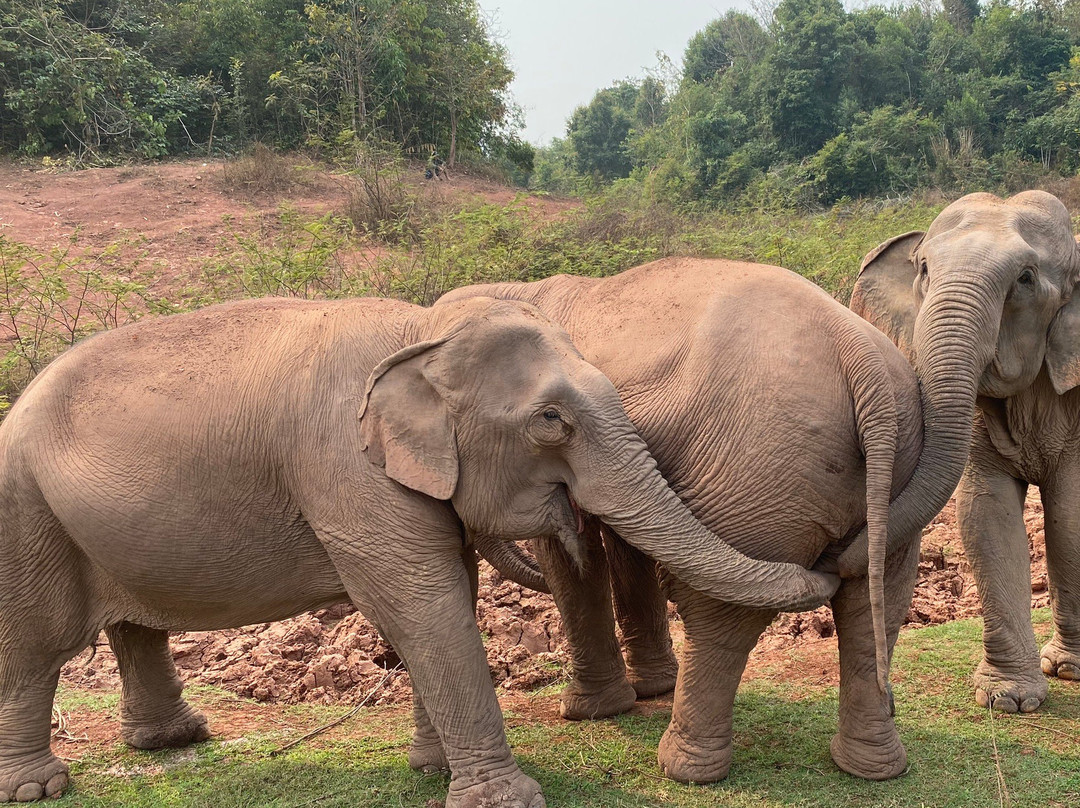 Vang Vieng Elephant Sanctuary-旺阳必去景点