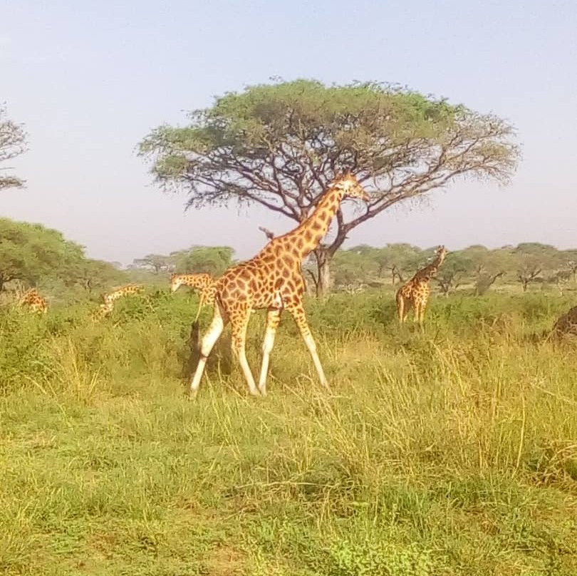 Murchison Falls National Park景点图片