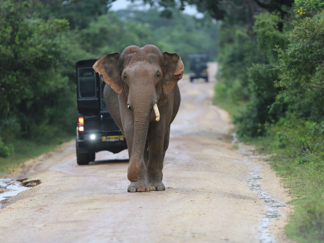 Safari in Sri Lanka-Hambantota必去景点