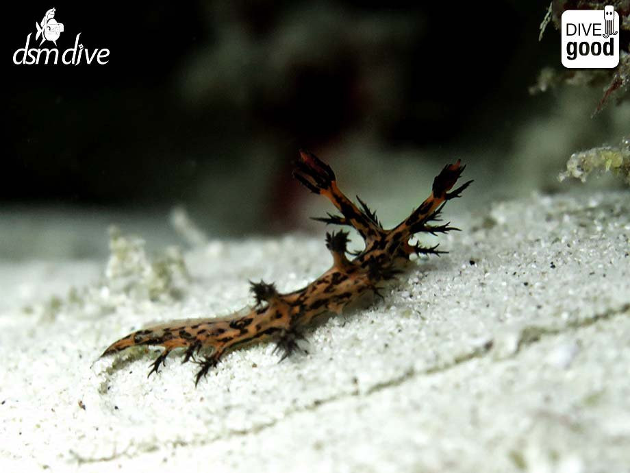 DSM Dive - Lombok-Senggigi必去景点