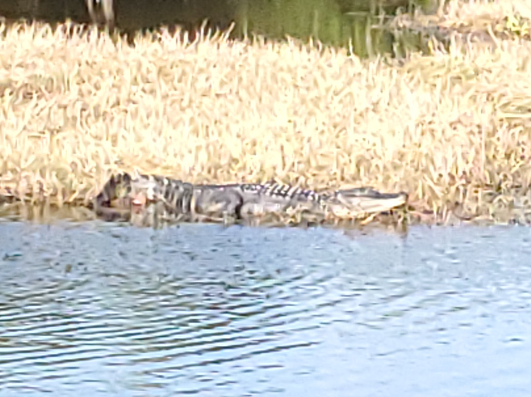 Everglades Adventures Kayak & Eco Tours-大沼泽地必去景点