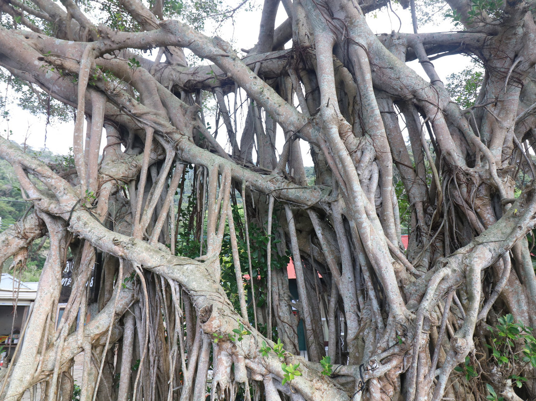 Shirahama Beach景点图片