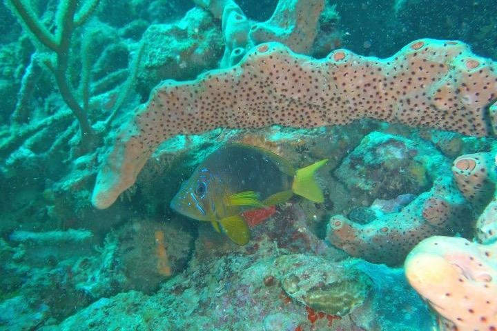 Just Keep Dive'N-多巴哥必去景点
