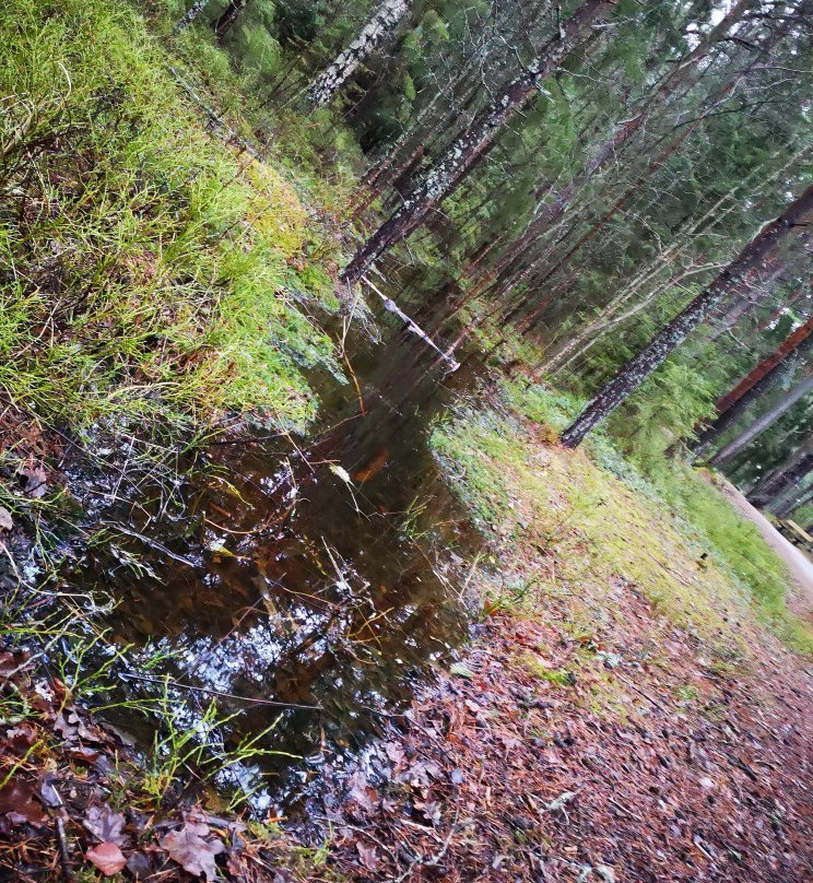 Mariebergsskogen景点图片