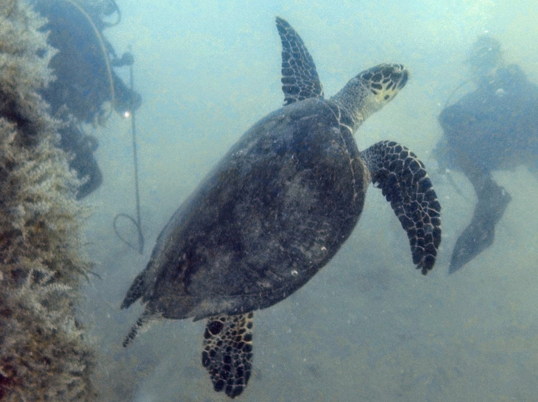 Isla Nena Scuba景点图片