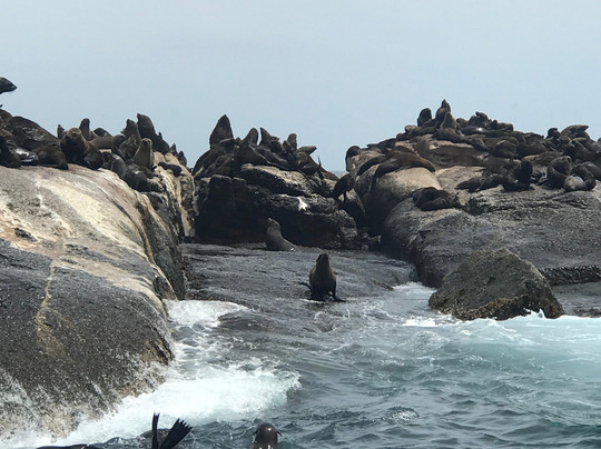 Into The Blue Scuba Centre-开普敦中心区必去景点