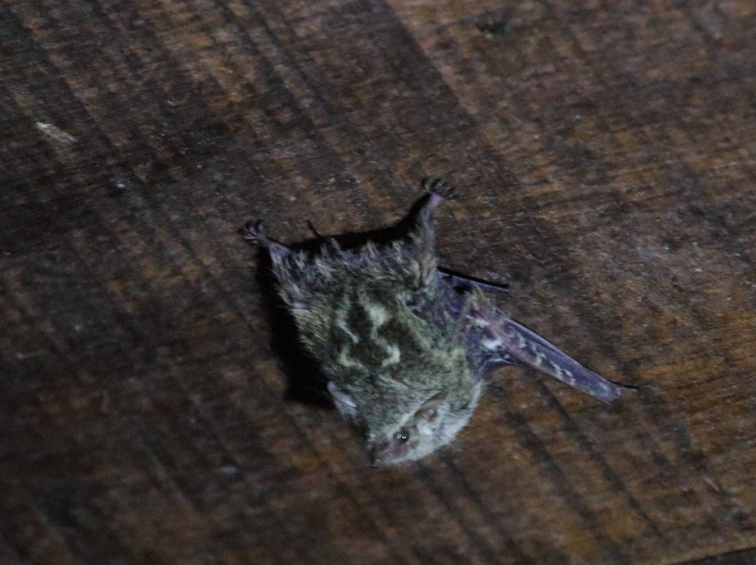 Esquinas Rainforest Lodge主图